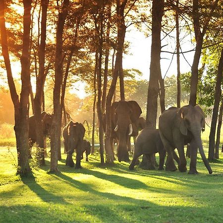 Three Cities Thorntree River Lodge Livingstone Eksteriør billede